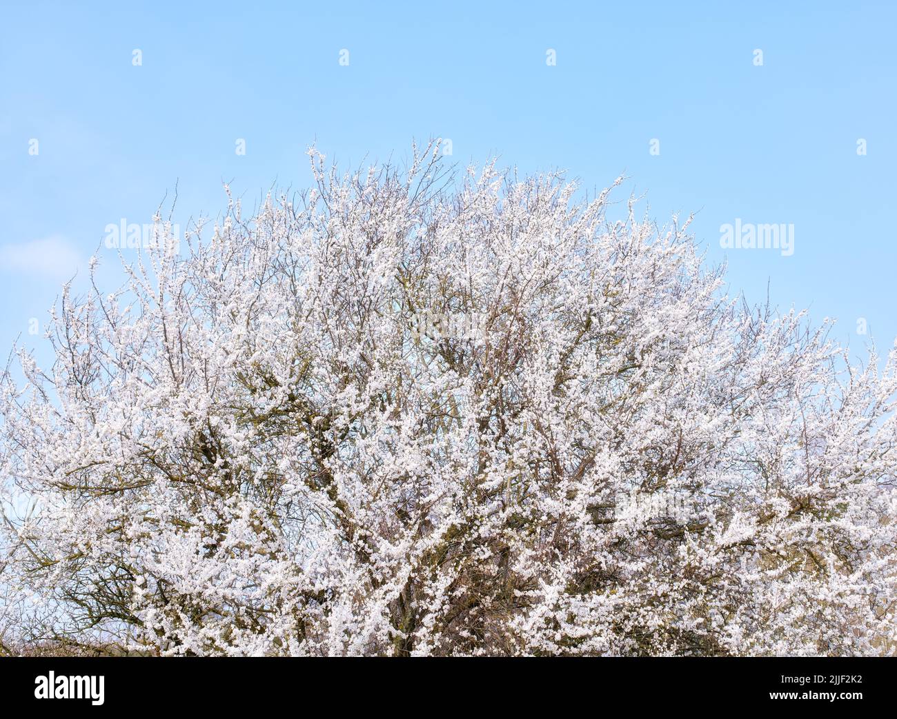 Schöner Baum mit weißen Blüten, der auf einem Kirsch- oder Apfelbaum draußen in einem Obstgarten wächst. Zarte frische Frühlingsblüten isoliert gegen ein Blau Stockfoto