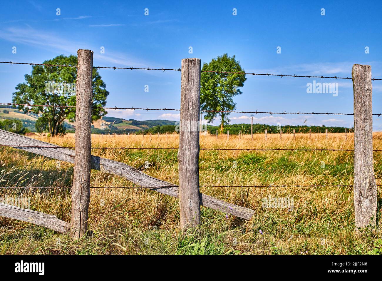 Landwirtschaftliches Feld mit Kopierfläche am blauen Himmel. Bewachsenes Gras in eingezäunten isolierten landwirtschaftlichen Bereich. Bauernhof mit üppigen Bäumen und gelb und grün Stockfoto