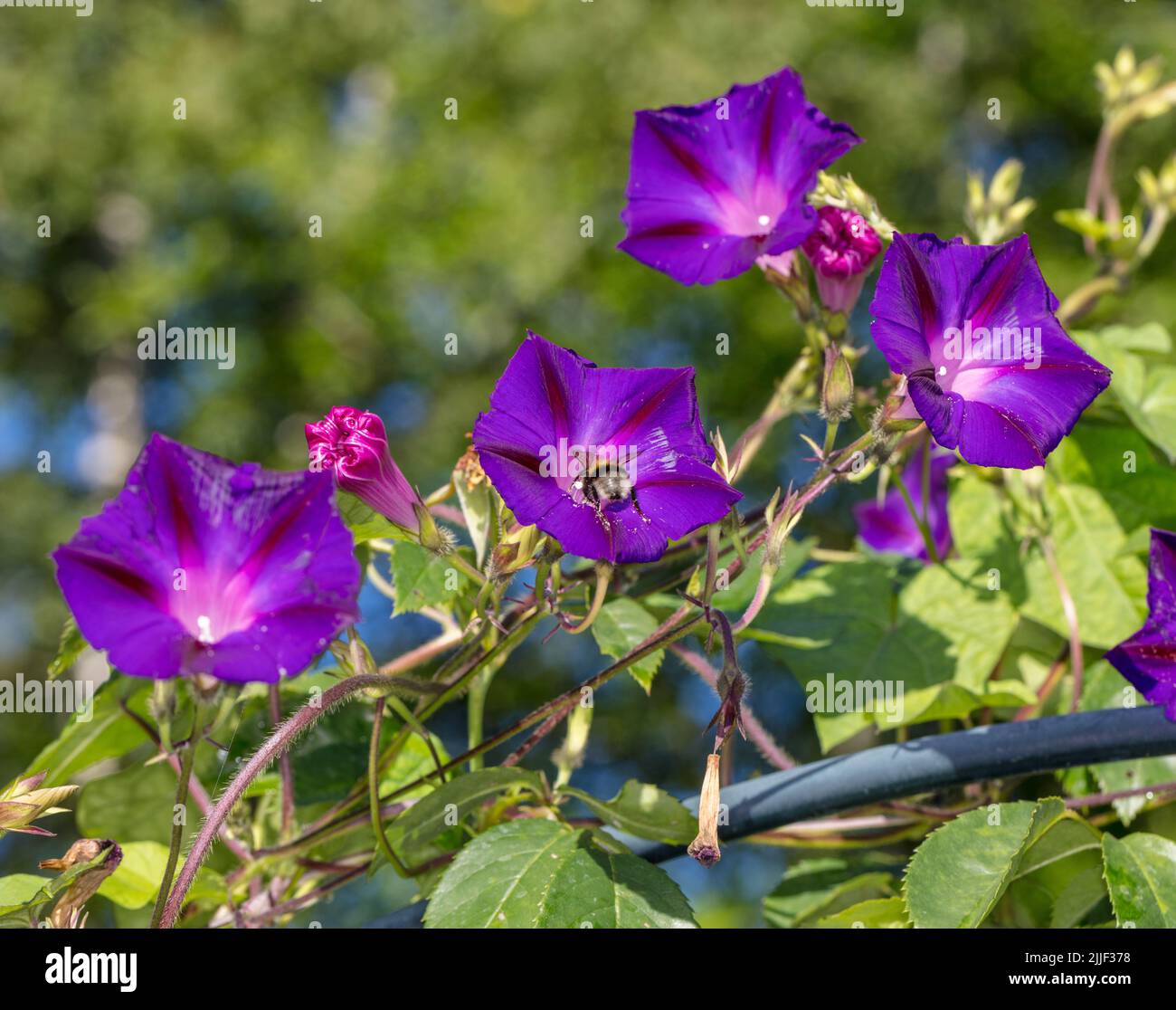„Opa Ott“ Morning Glory, Purpurvinda (Ipomoea purpurea) Stockfoto