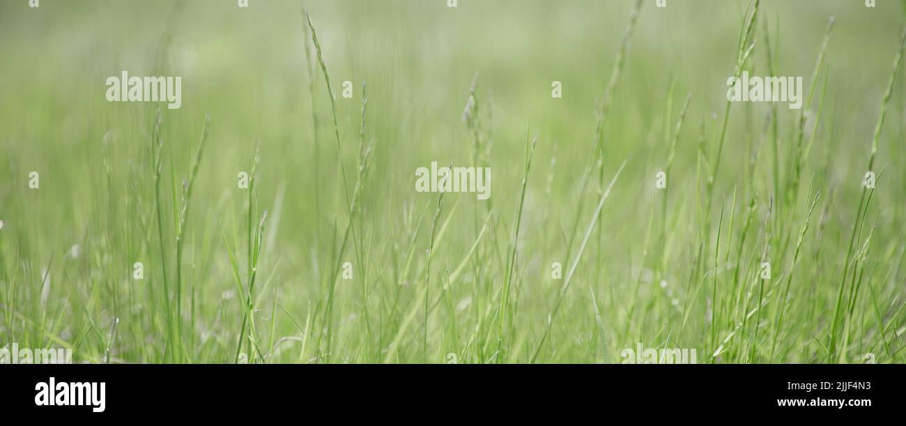 Grünes Gras Textur als Hintergrund. Perspektivische Ansicht und selektiver Fokus. Künstlerische abstrakte Frühling oder Sommer Hintergrund mit frischem Gras als Banner oder Stockfoto