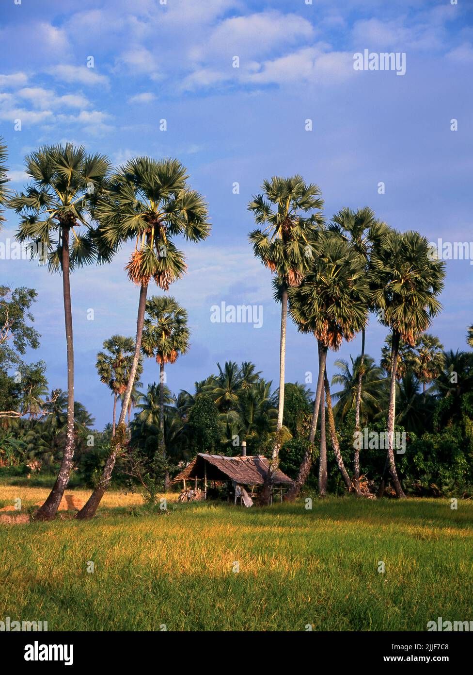 Thailand: Eine Bauernhütte, die während der heißesten Tage als Unterschlupf genutzt wurde, inmitten von Reisfeldern und Toddy-Palmen in der Provinz Kamphaeng Phet. Stockfoto