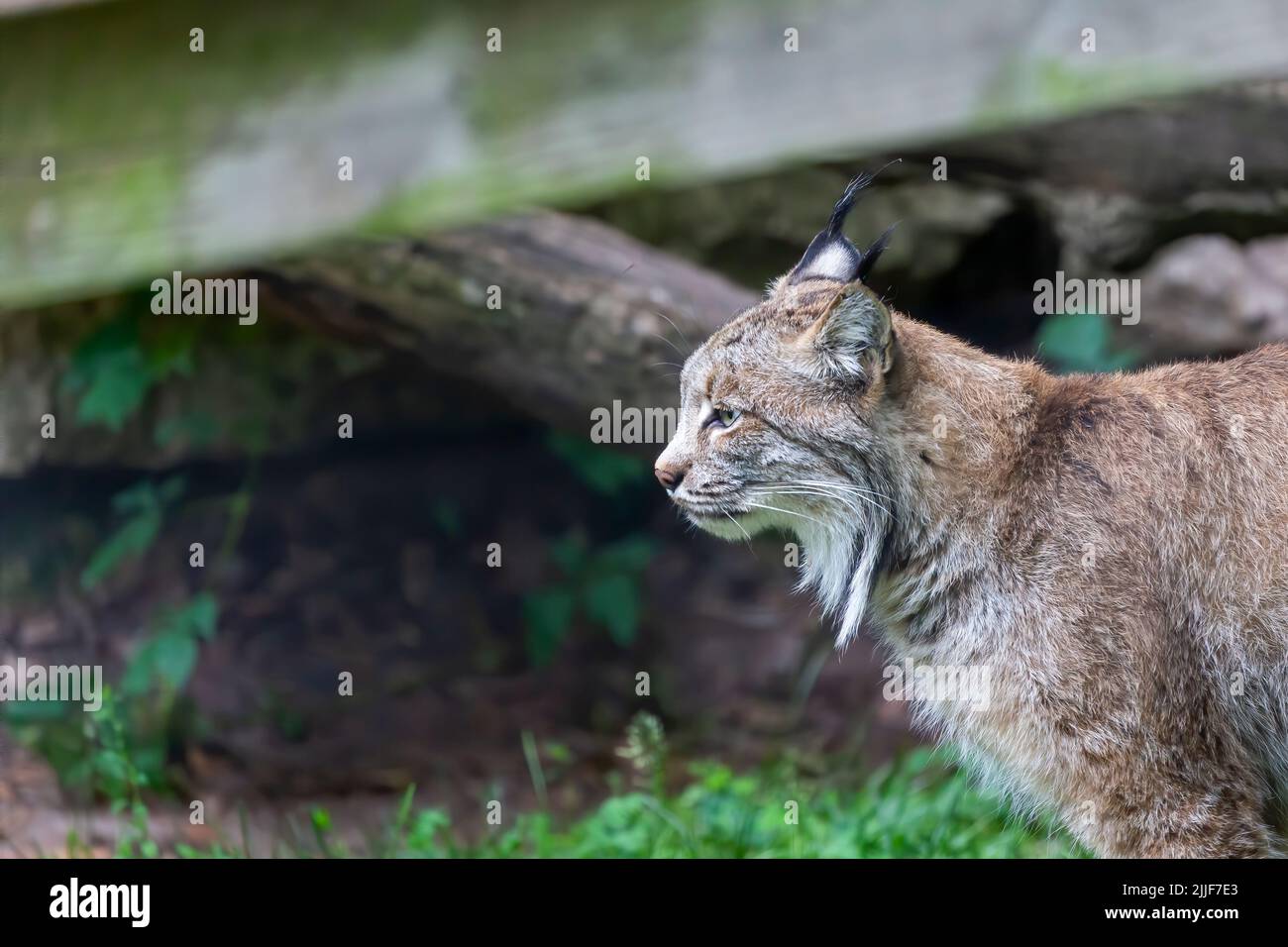 Der Canada Lux (Lynx canadensis) ist eine in Nordamerika heimische Art Stockfoto