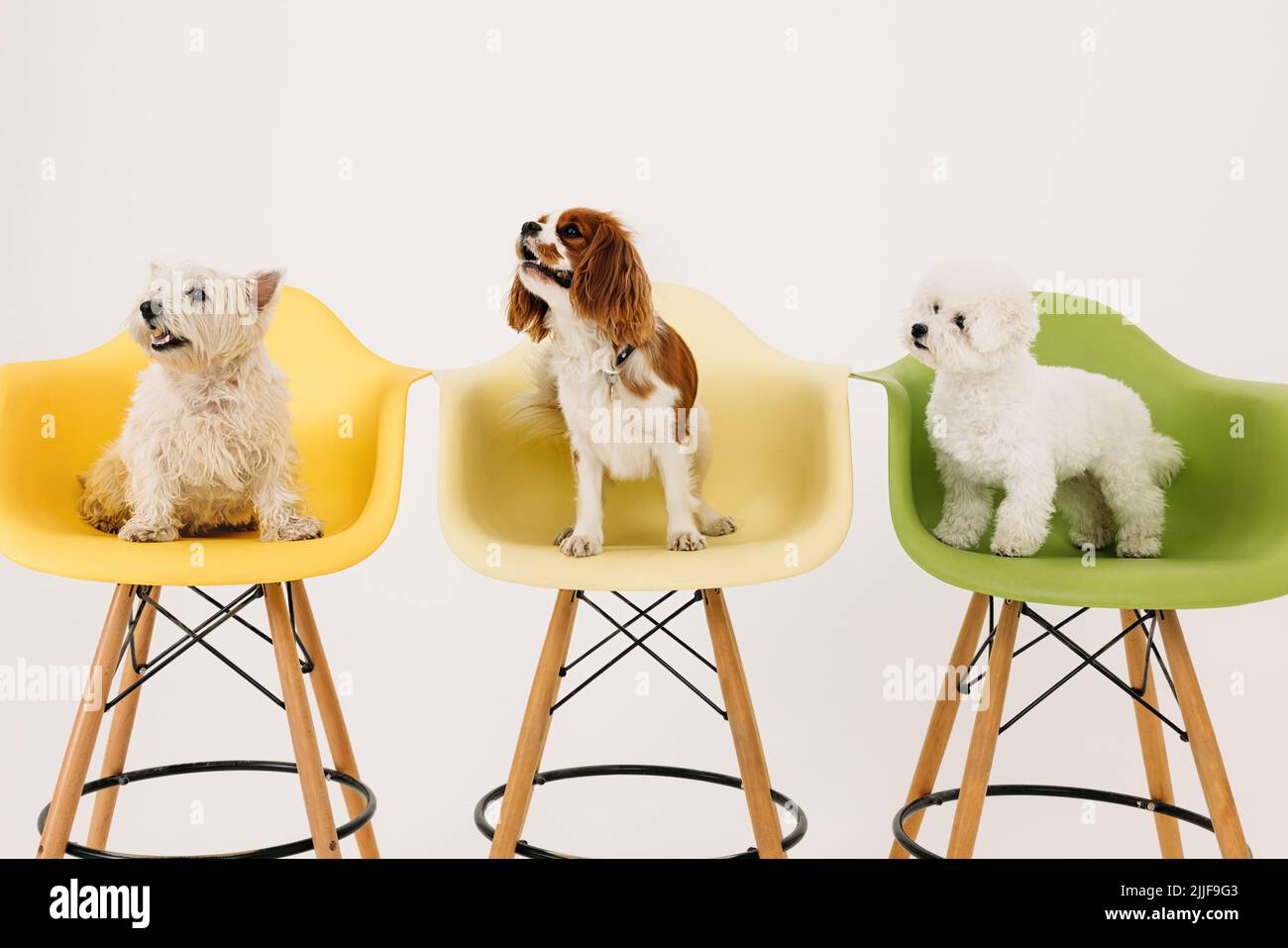 Drei niedliche Hunde sitzen auf Stühlen im Studio auf weißem Hintergrund Stockfoto