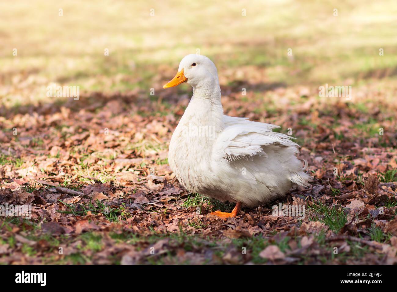 Weiße Gans steht auf Gras und gelbe Blätter auf verschwommenem Hintergrund. Einheimische Entenwanderungen. Sonniger Tag. Geflügel, Farm-Konzept Stockfoto