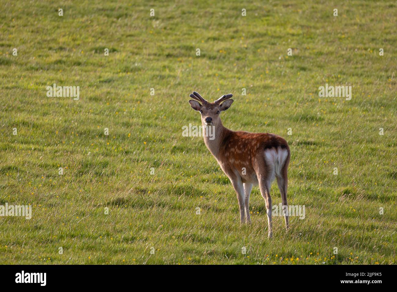 Single Male sika Deer auf Lundy, UK Stockfoto