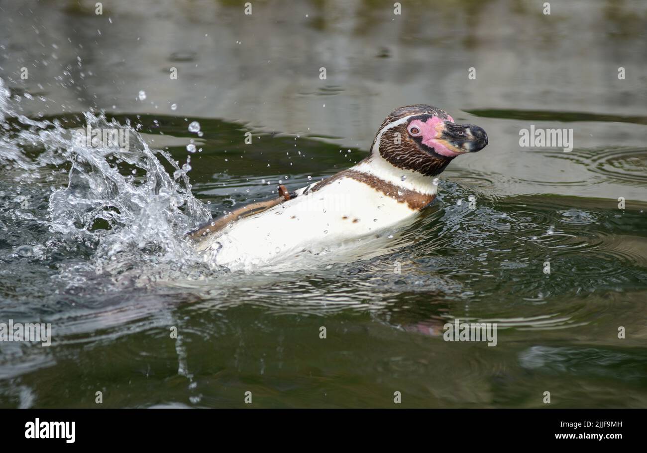 Humbolt-Pinguin bei einem Rückschlag im Gehege des Marwell Zoo, England. Stockfoto