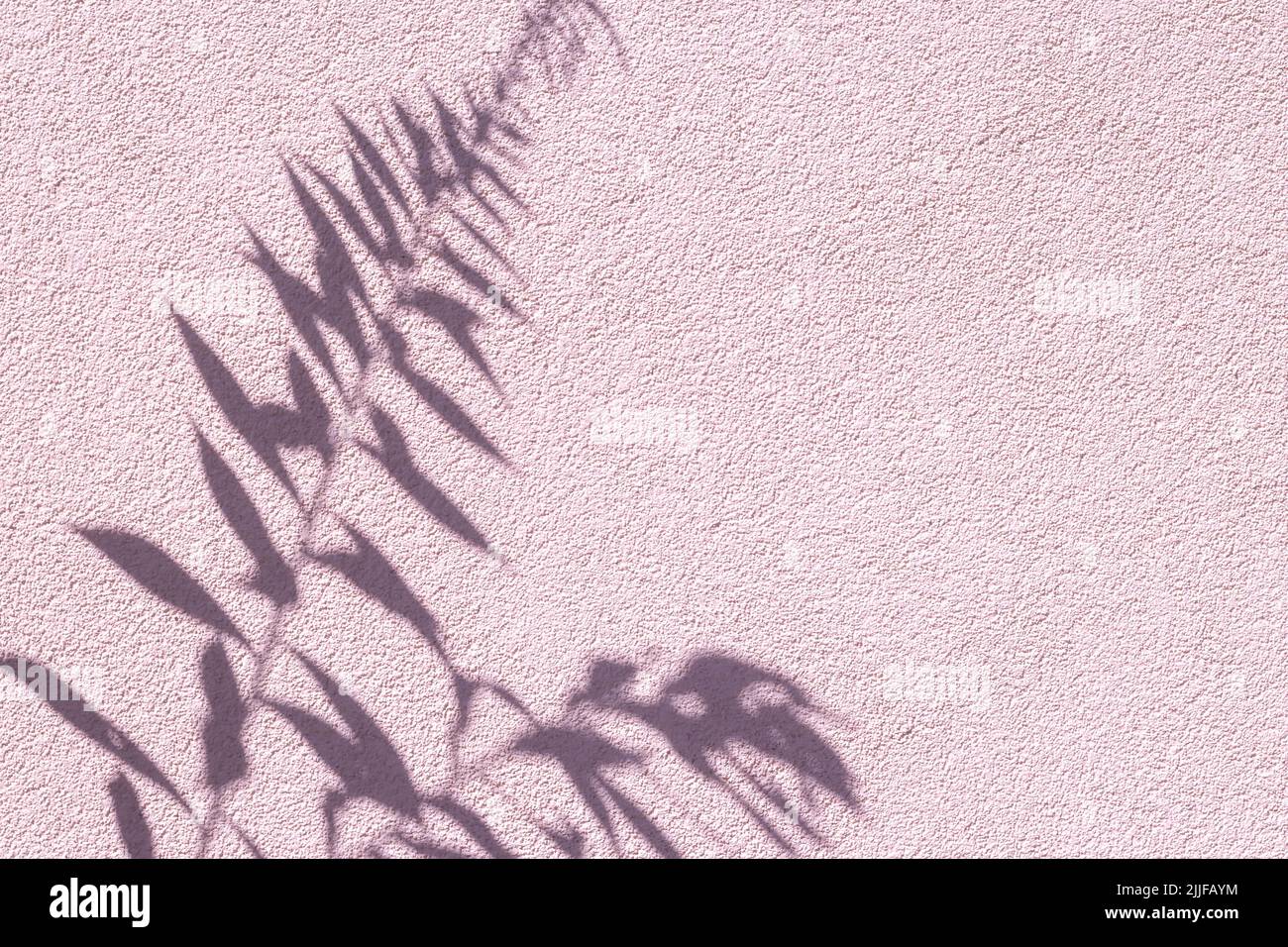 Pflanzen Sie Äste und Blätter, Schatten auf einer violetten Betonwand, natürliche Textur. Abstrakter Hintergrund. Speicherplatz kopieren. Sommertapete, minimalistisches Konzept. Temp Stockfoto
