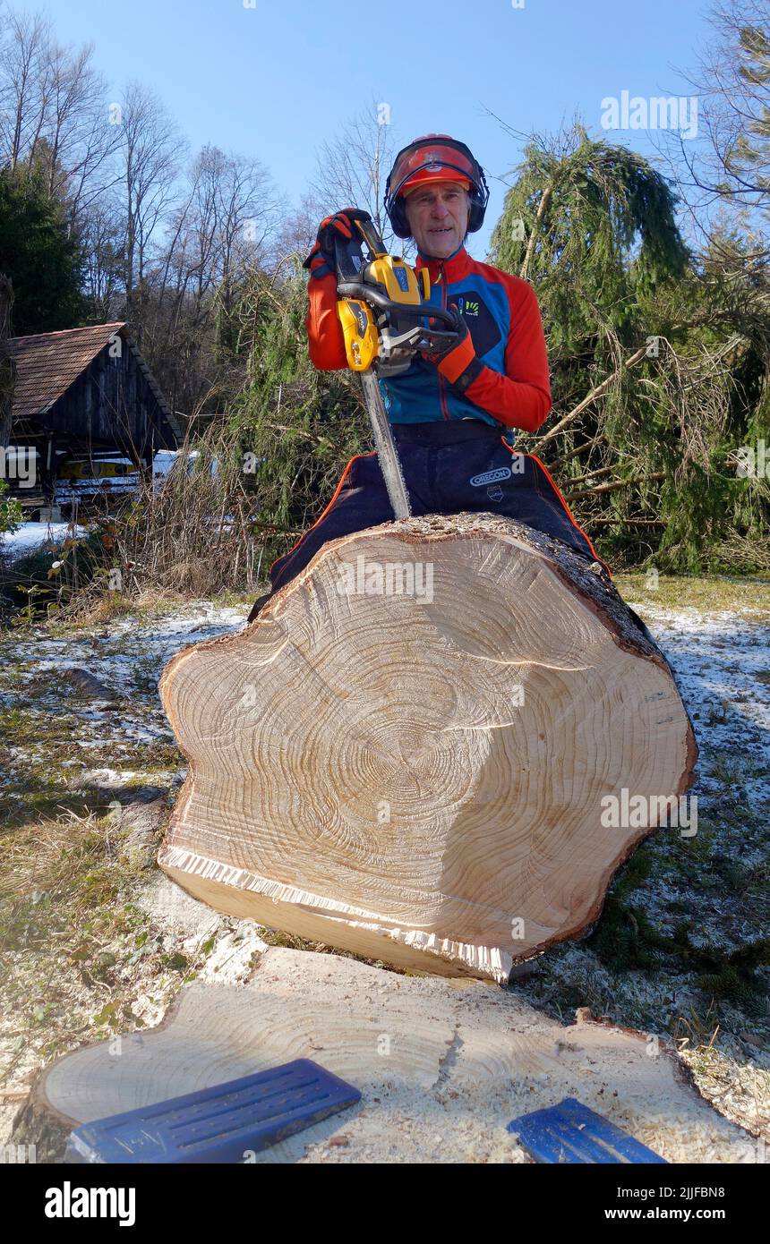 Ein Logger mit Kettensäge, der auf einem riesigen Baumstamm sitzt. Stockfoto