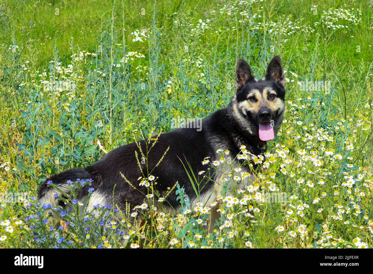 Schöner erwachsener Schäferhund in Gänseblümchen. Im Sommer ein Hund auf der Wiese Stockfoto