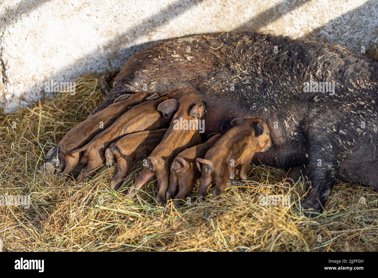 Kleine Mangalica-Ferkel, die an ihren Mutterzitzen sägen und auf einem Strohbett liegen. Stockfoto