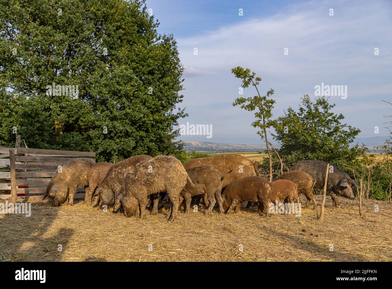 Ungarisches Mangalica-Schwein. Private Schweinezucht. Die Mangalica, auch Mangalitsa oder Mangalitza Stockfoto