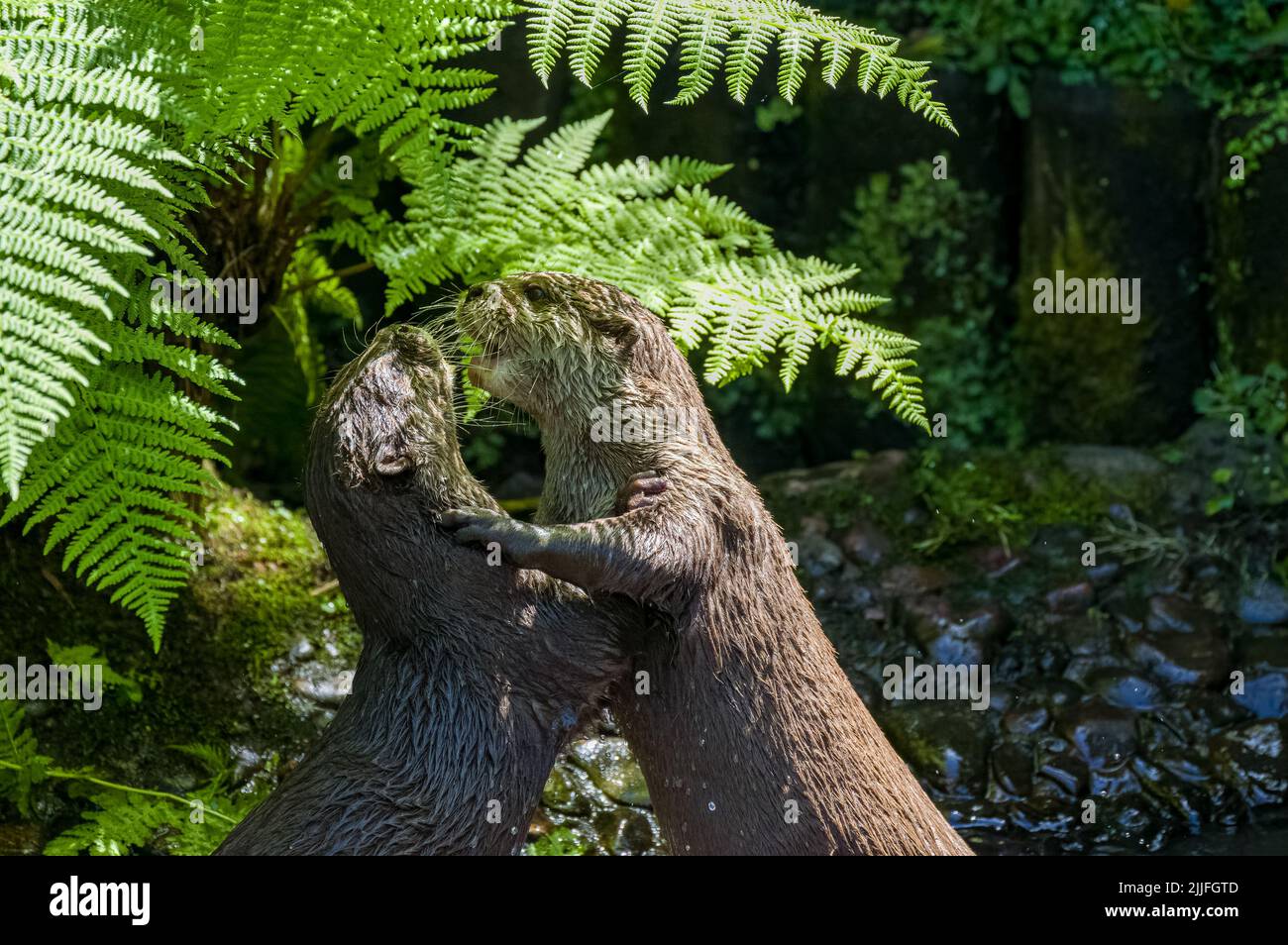 Zwei asiatische Fischotter mit kleinen Krallen, Lutra Lutra schwimmen und kämpfen auf einem Flussufer mit klarem Wasser auf den Britischen Inseln. Stockfoto