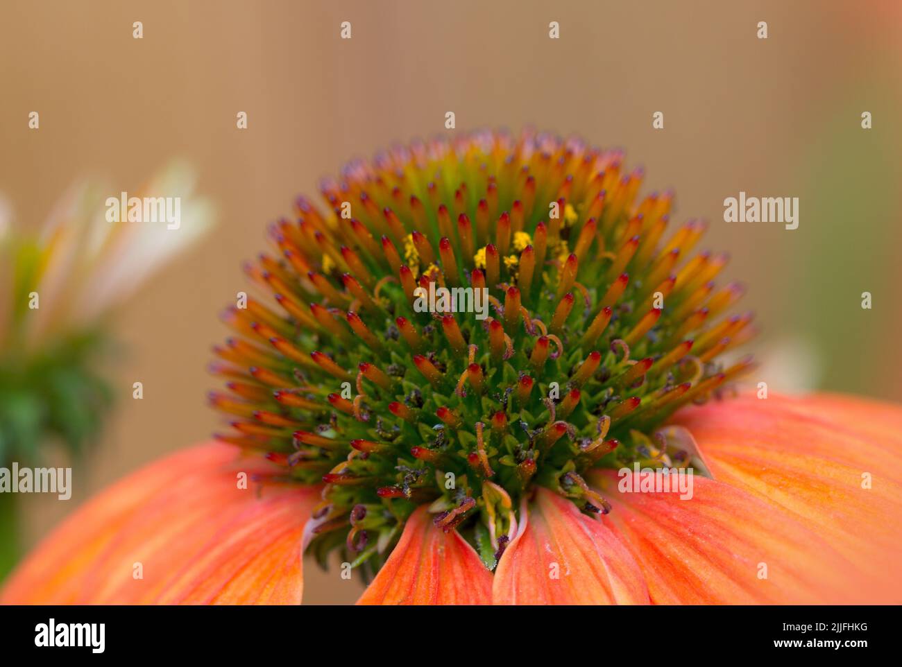 Makrofotografie einer orangefarbenen Blume im Sommer im Garten Stockfoto