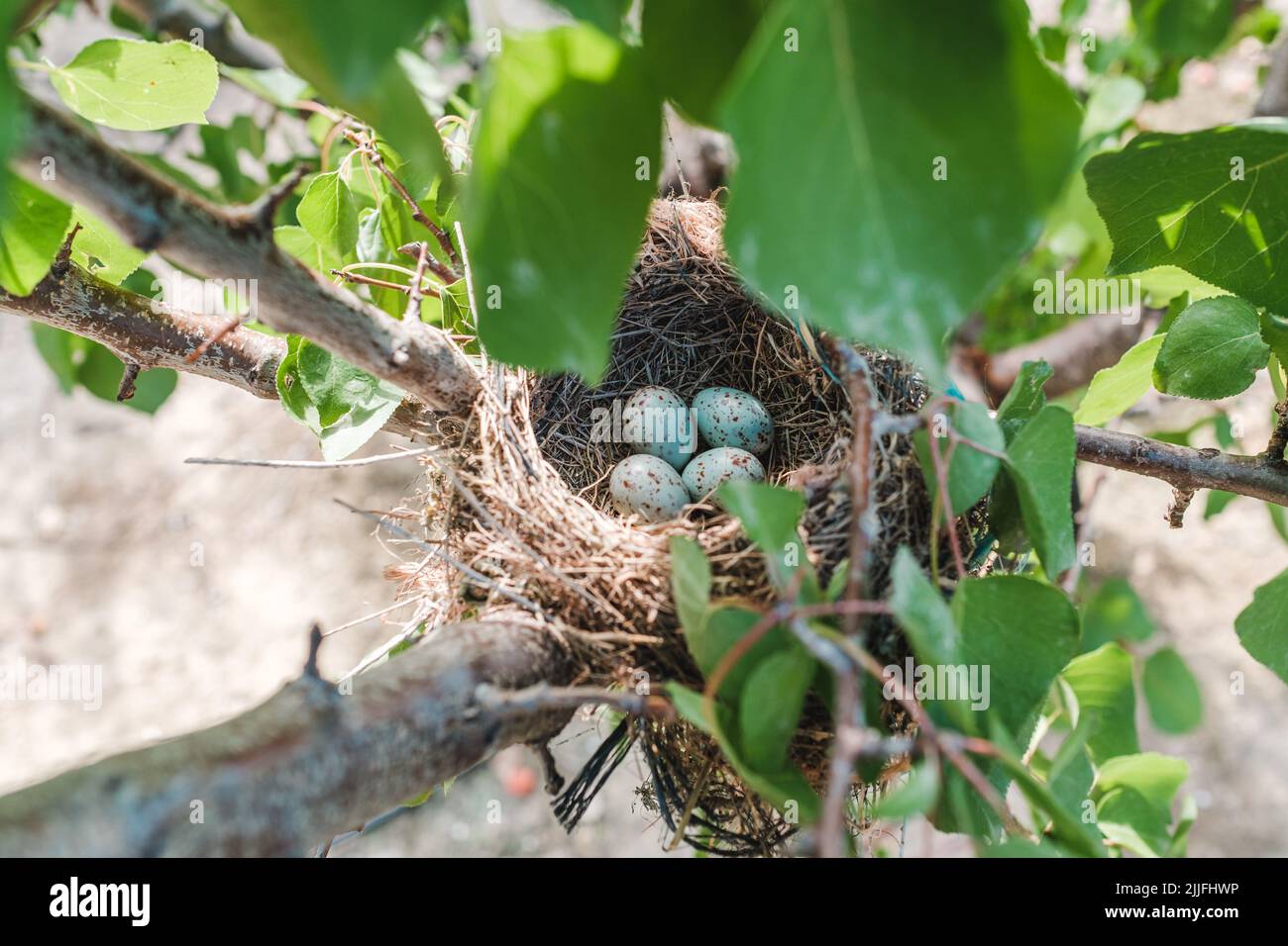 Mistle Thrush's Vogel nisten auf einem Baum mit vier Eiern Stockfoto