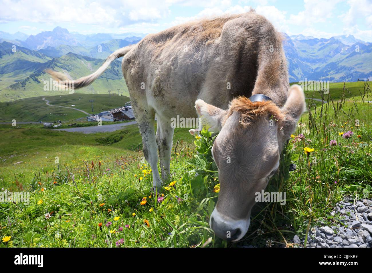 Kälberweidung auf dem Diedamskopf-Gipfel in der Region Bregenz in Vorarlberg, Österreich. Stockfoto