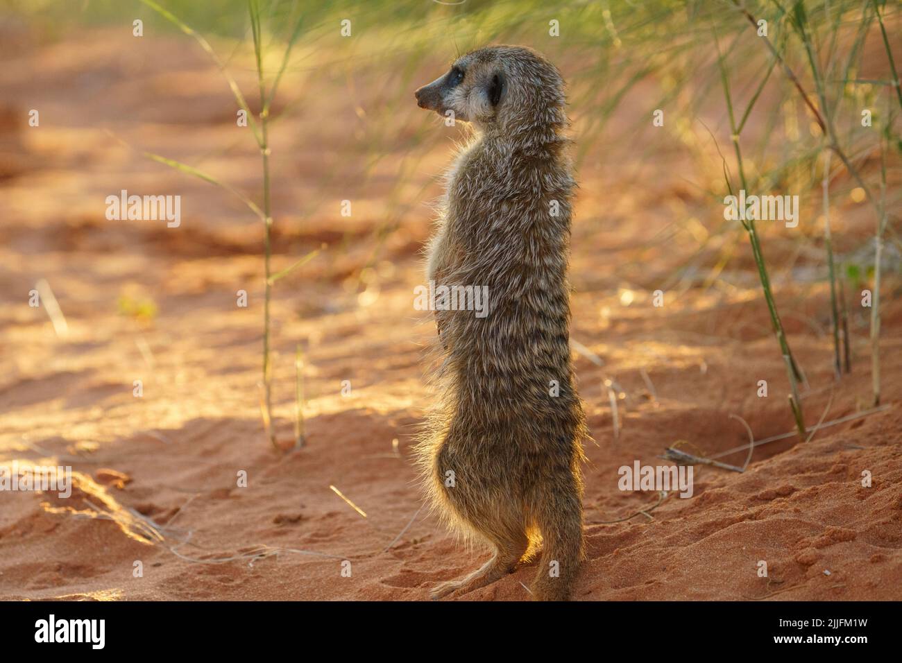 Niedlicher Erdmännchen (Suricata suricatta) steht aufrecht. Kalahari, Transfrontier National Park, Südafrika Stockfoto