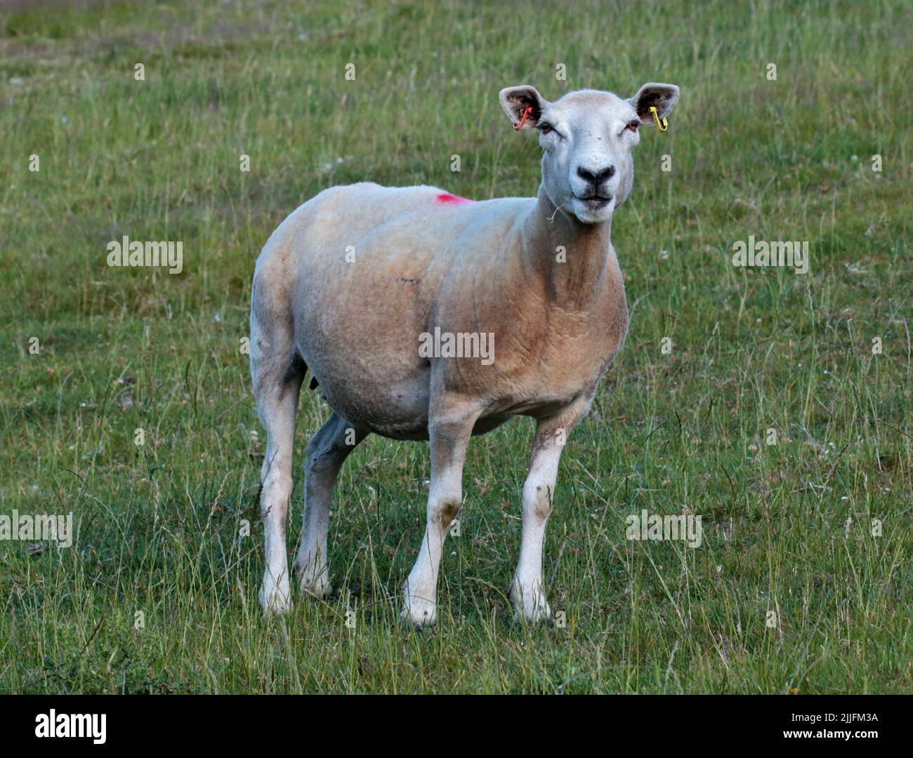 Shorn White Sheep, Nordwales Stockfoto