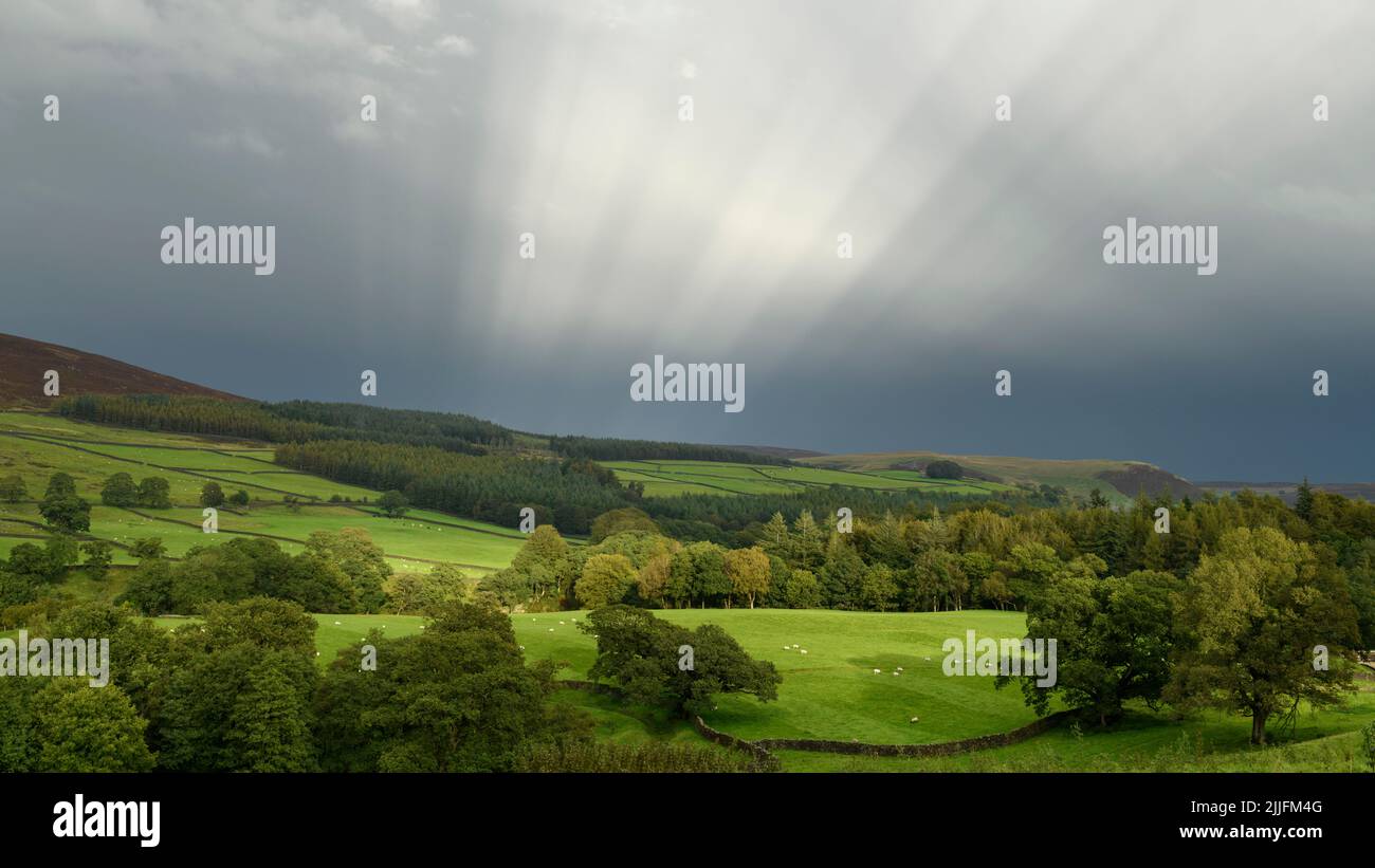 Landschaftlich reizvolles, ländliches Wharfedale (stimmungsvolle Beleuchtung, ätherische Sonnenstrahlen, Wolken nach Regen, sonnenbeschienenes Waldgebiet und Ackerland) - Yorkshire England Großbritannien. Stockfoto