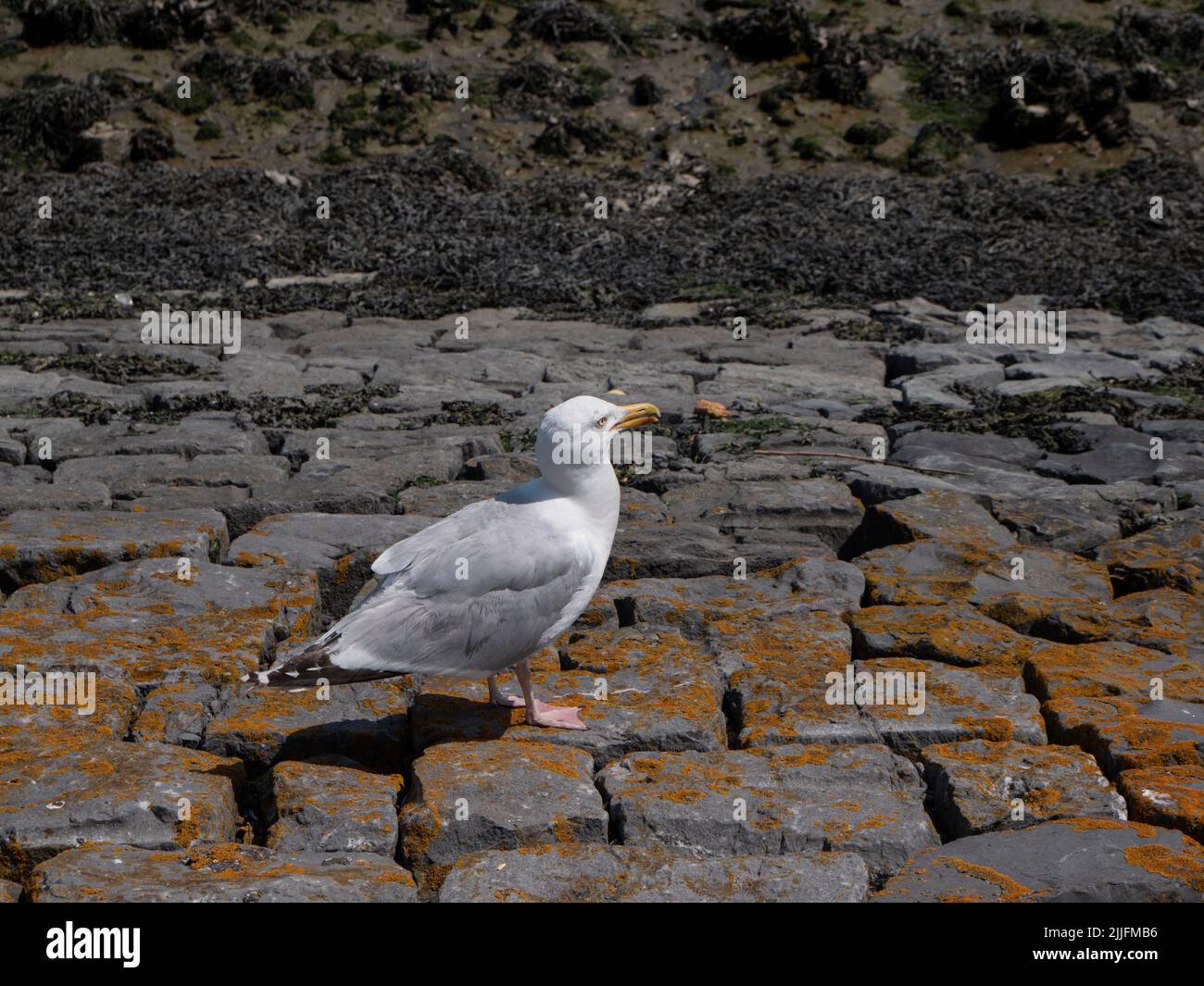 Die Heringsmöwe wandert auf einem Deich auf der Suche nach frischem Wasser und Lebensmitteln Stockfoto