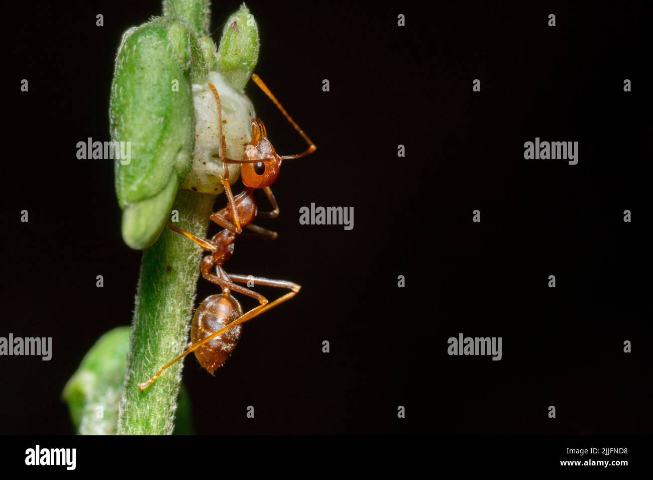 Makrofoto von roten Ameisen auf einem Baumstamm Stockfoto