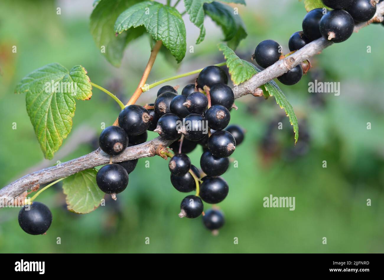 Reife schwarze Johannisbeeren mit grünen Lauch auf einem Zweig im Garten. Das Konzept der organischen Gartenarbeit. Nahaufnahme, selektiver Fokus. Stockfoto