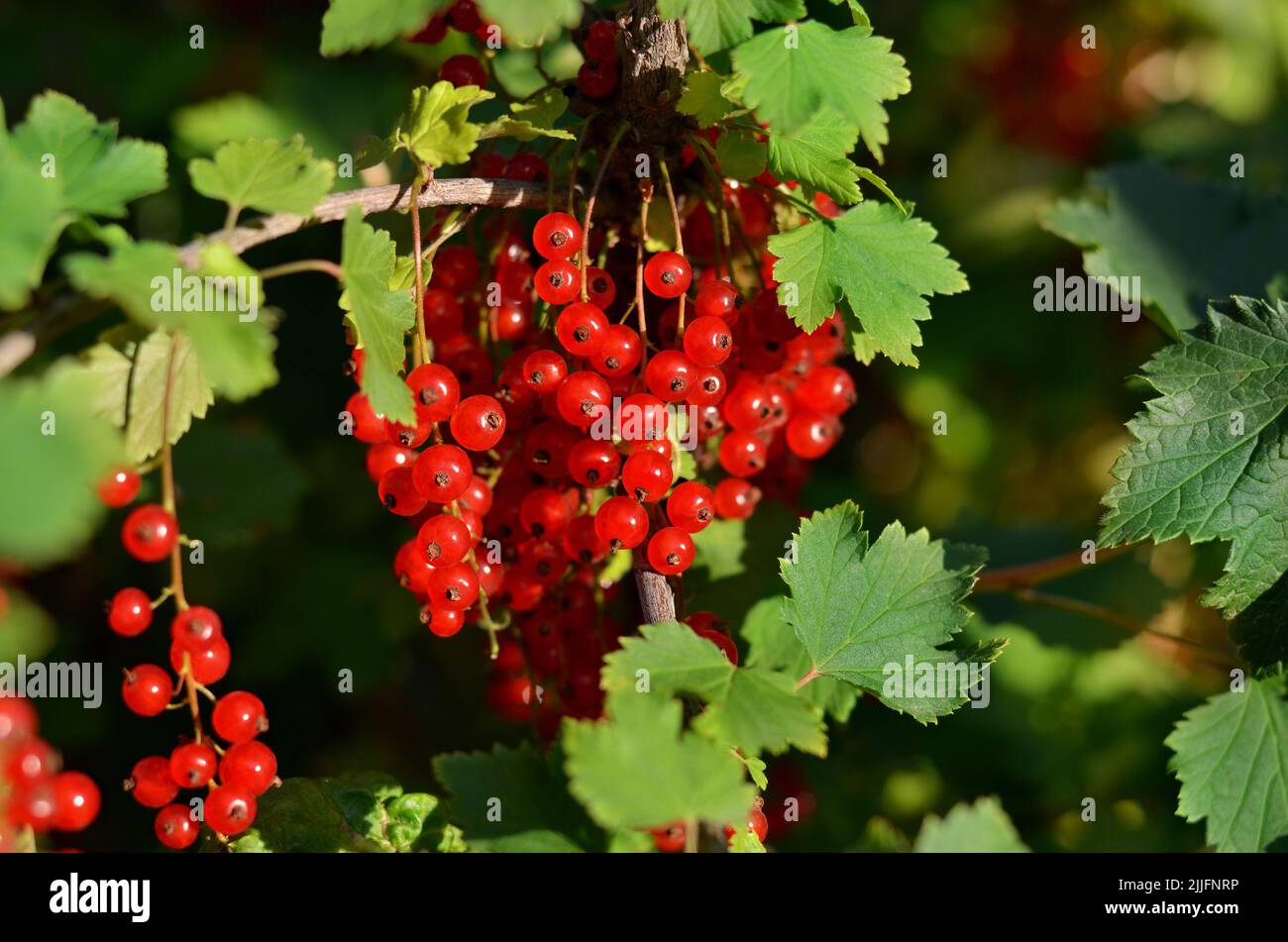 Nahaufnahme von reifen roten Johannisbeerbeeren mit grünem Lauch auf einem Ast. Konzept des Anbaus Ihrer eigenen Bio-Lebensmittel. Stockfoto