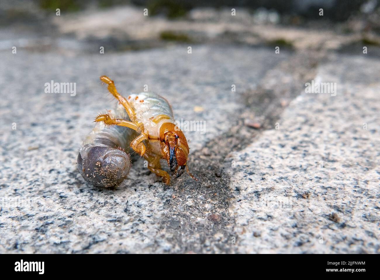 Schädlingsbekämpfung in der Landwirtschaft. Larve des Maikäfers. Stockfoto