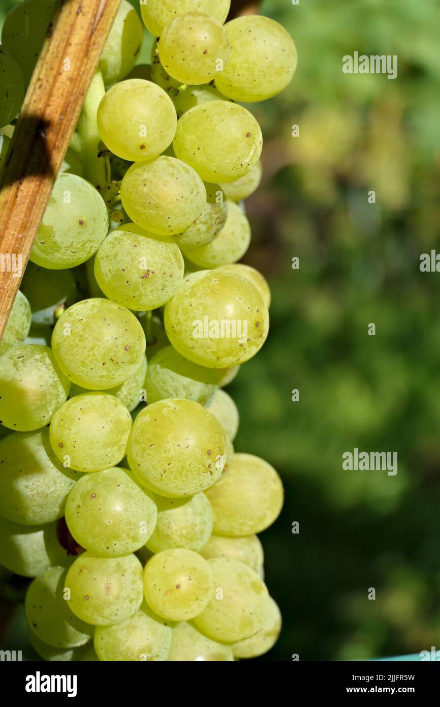 Ein paar große Trauben, süß und gesund, aus nächster Nähe Stockfoto