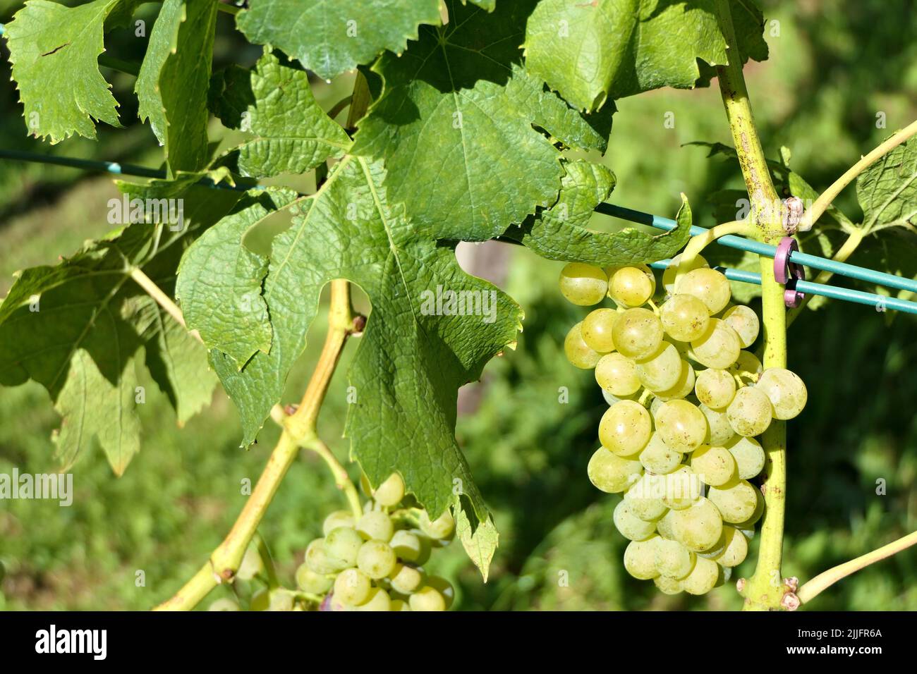Gesunde hängende Trauben in einem Weinberg in Europa Stockfoto