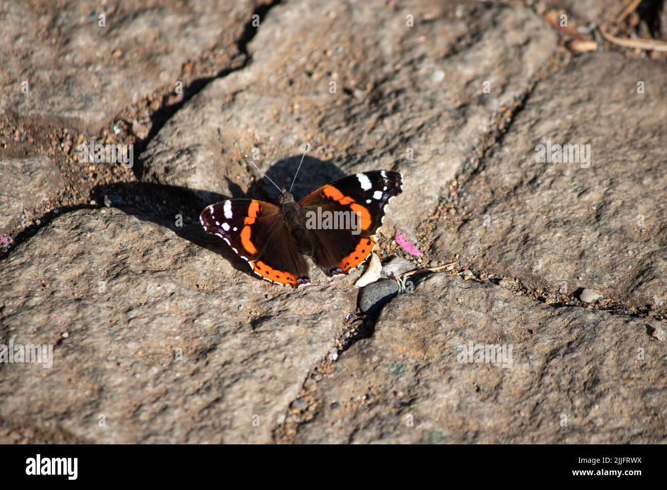 Vanessa atalanta, in Europa als Rote Admiral bekannt. Venessa atalanta ist eine Schmetterlingsart mit schwarzen Flügeln, orangefarbenen Streifen und weißen Flecken. Stockfoto