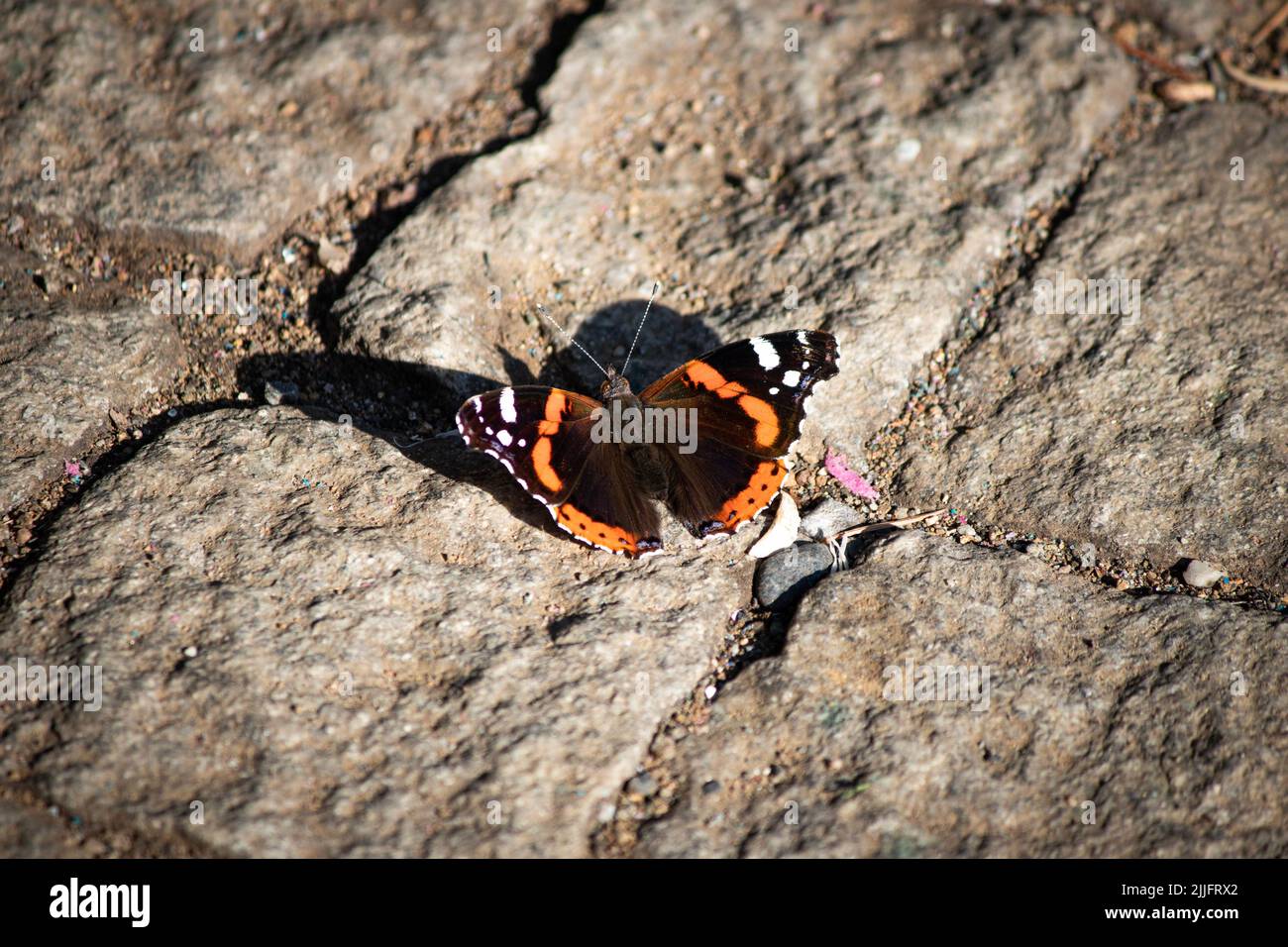 Vanessa atalanta, in Europa als Rote Admiral bekannt. Venessa atalanta ist eine Schmetterlingsart mit schwarzen Flügeln, orangefarbenen Streifen und weißen Flecken. Stockfoto