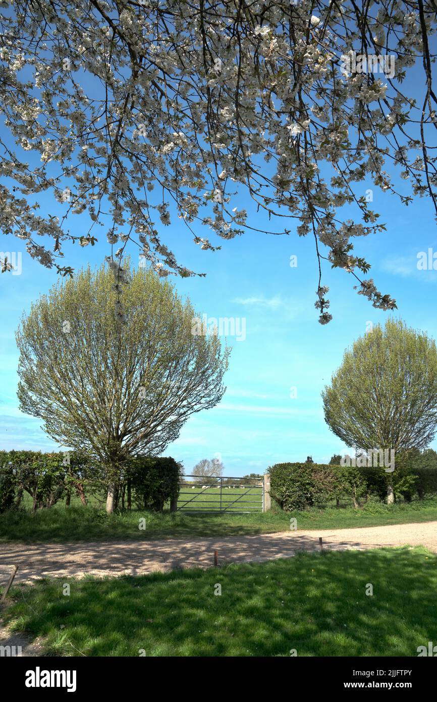 Bäume, Pfad und Feld hinter der Kirche in East Hagbourne, Oxfordshire Stockfoto