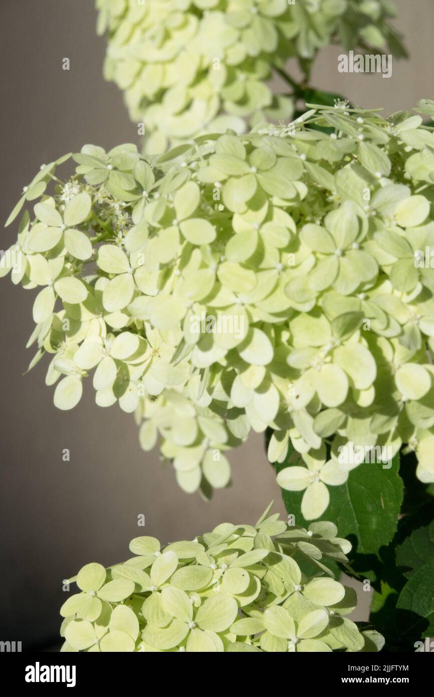 Hortensia „Limelight“, Hortensia paniculata, Hortensien, Blume, Blüte, Rispen, Hortensien, Blumen, Rispen Hortensien Stockfoto