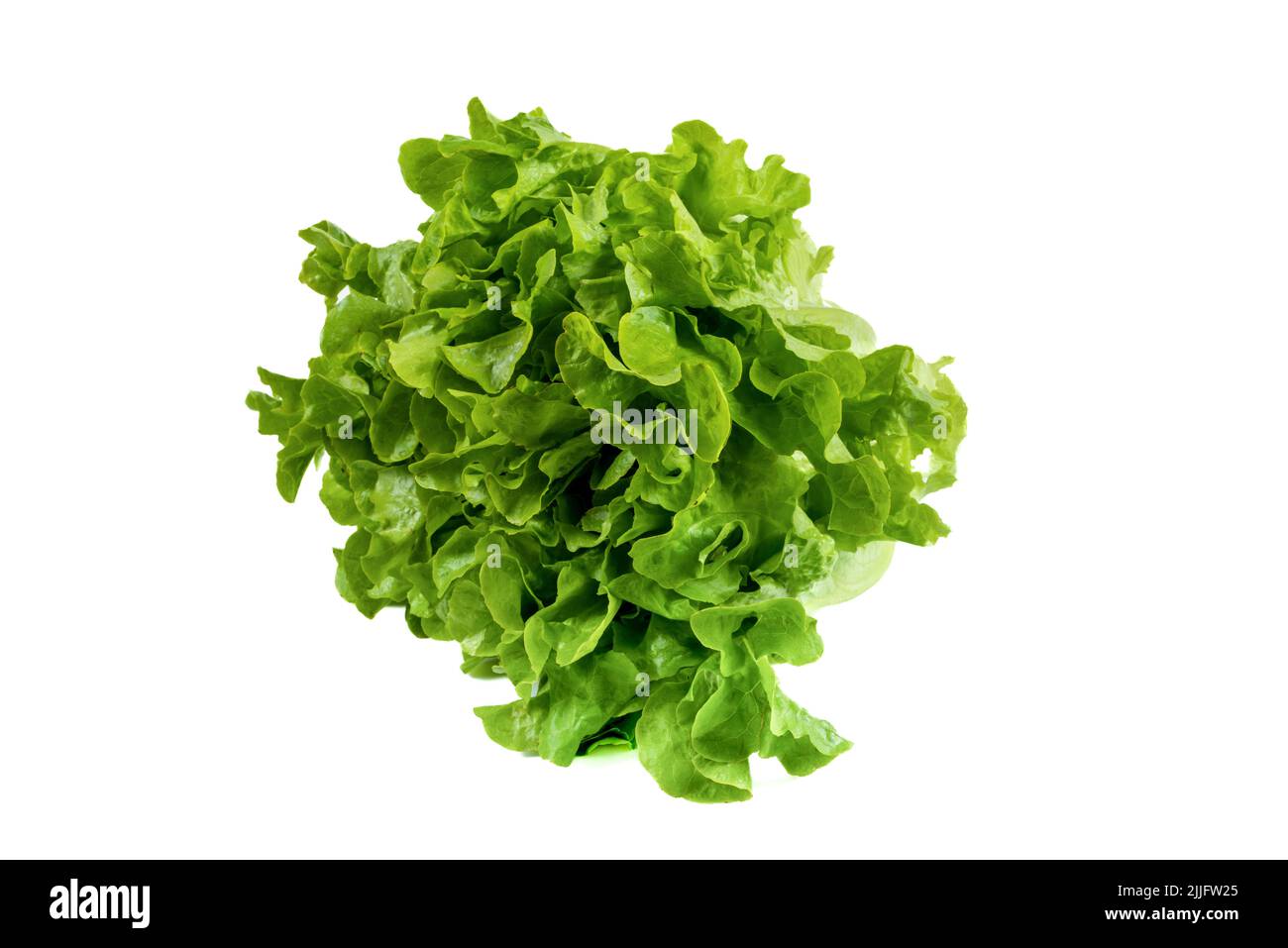 Frisch geernteter frischer Salat auf isoliertem weißem Hintergrund Stockfoto