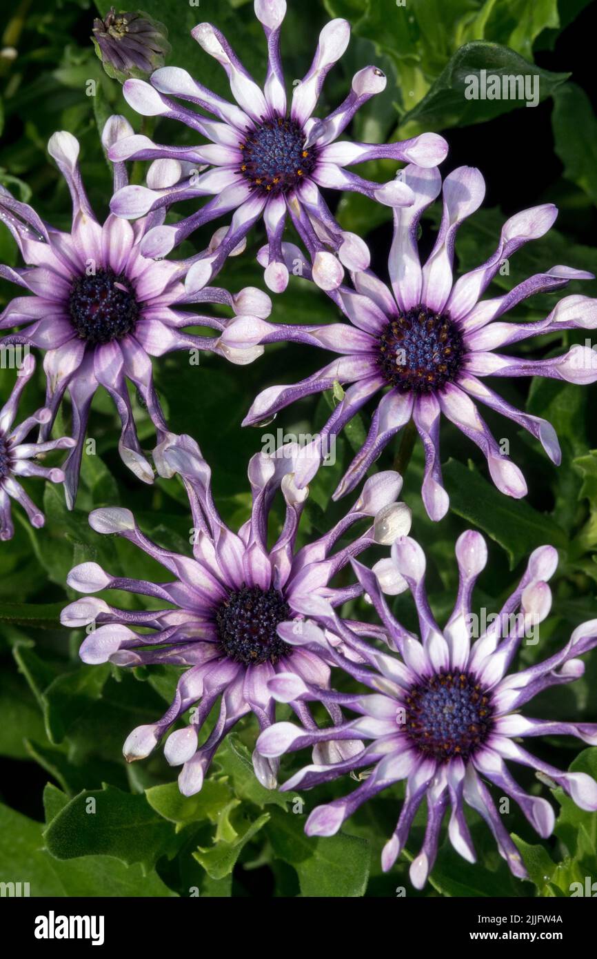 Afrikanische Gänseblümchen, Osteospermum Margarita 'White Löffel', Jahrespflanze, Blaue Gänseblümchen, Osteospermum 'White Loon' Cape Gänseblümchen Blumen Stockfoto