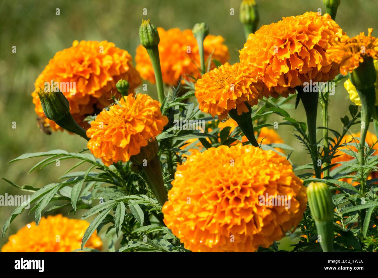 Afrikanische Ringelblume, Orangenblume, Tagesetes erecta, Ringelblumen, Blumenköpfe, Einstreu Jährliche Pflanzen Tagetes „Imperial“ Stockfoto