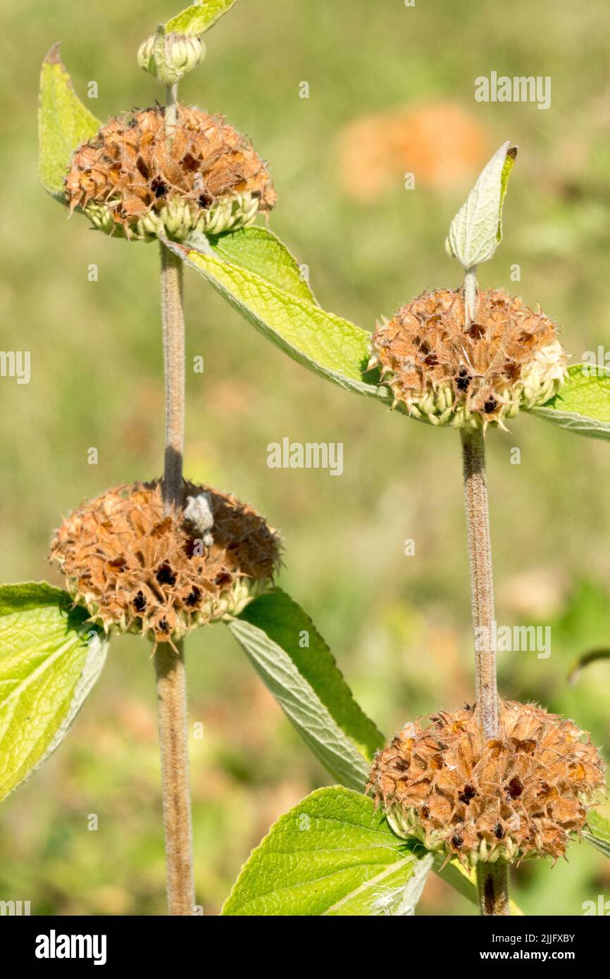 Jerusalem Salbei, Sämköpfe, Salbei, Samen von Pflanzen Phlomis-Samenköpfe, Mehrjährig, Pflanzenstämme Stockfoto