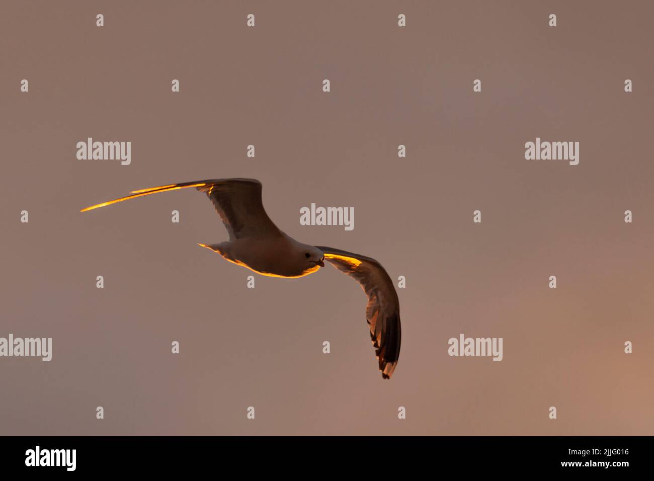 Möwe im Flug während eines Sonnenuntergangs. Vogel am Himmel mit einem warmen Sonnenlicht auf seinem Körper. Stockfoto Möwe im Flug während eines Sonnenuntergangs. Vogel am Himmel mit einem warmen Sonnenlicht auf seinem Körper. Stockfoto