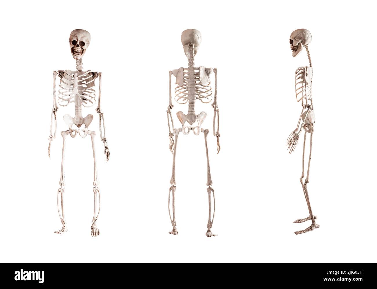 Menschliches Skelettmodell isoliert auf weißem Hintergrund. Vorder-, Rückseite, Seitenansicht. Anatomie oder Halloween Urlaubskonzept. Hochwertige Fotos Stockfoto