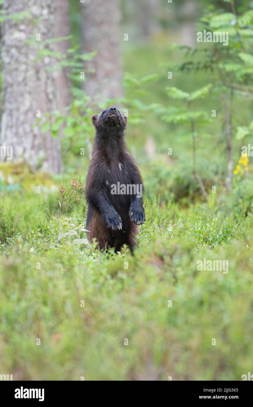 Wolverine (Gulo gulo) bewegt sich durch den Taiga-Wald in Finnland und steht aufrecht, um auf Gerüche von Lebensmitteln oder Konkurrenten zu prüfen Stockfoto
