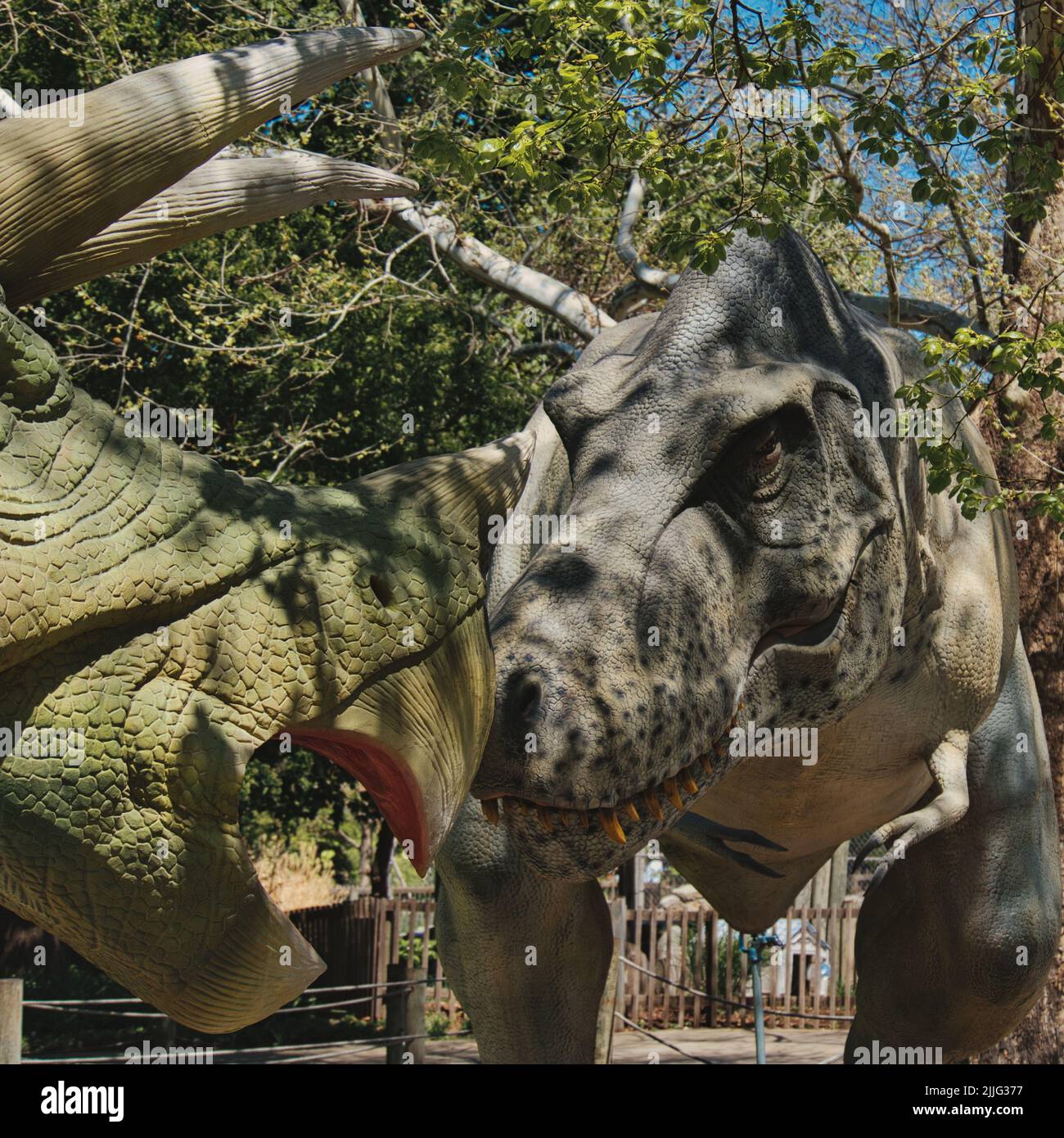 Eine animatronische Schlacht zwischen Raptor und Triceratops im Topeka Zoo und Conservation Center Dinosaurs Alive Exhibit Stockfoto