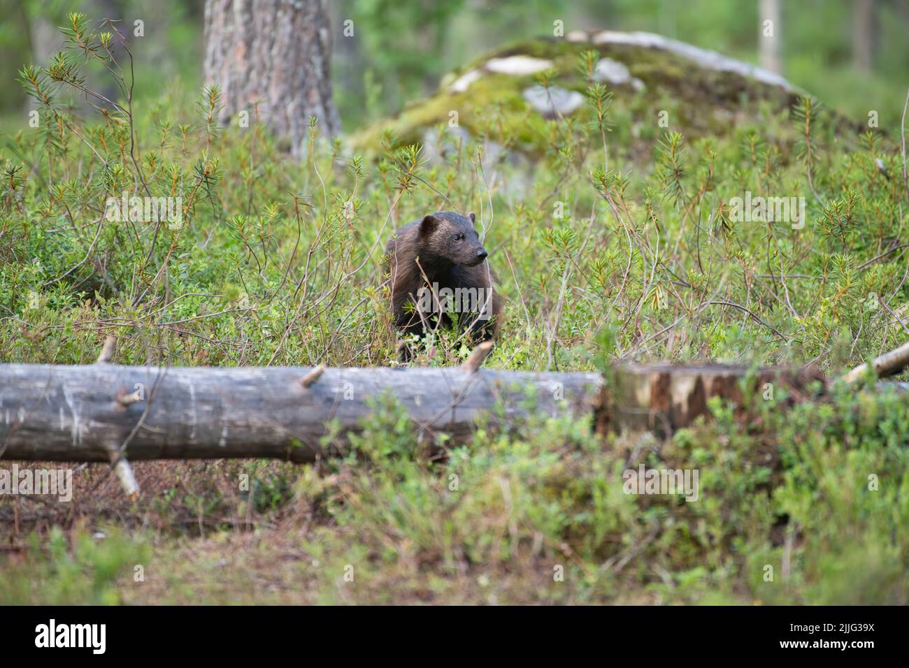 Wolverine (Gulo gulo) bewegt sich durch den Taigawald, Finnland Stockfoto