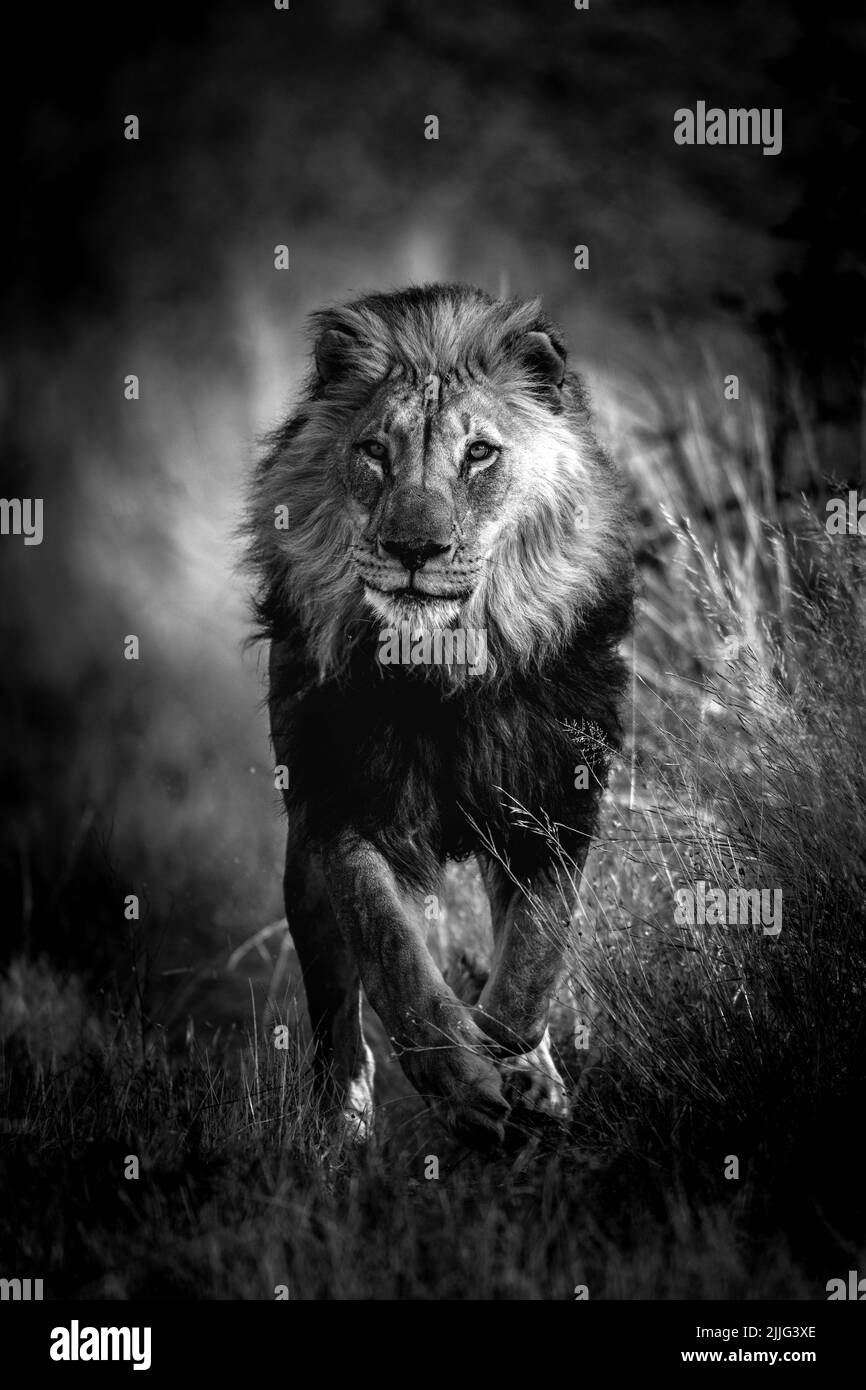 Eine vertikale Aufnahme eines schönen Löwen in Schwarz und Weiß Stockfoto