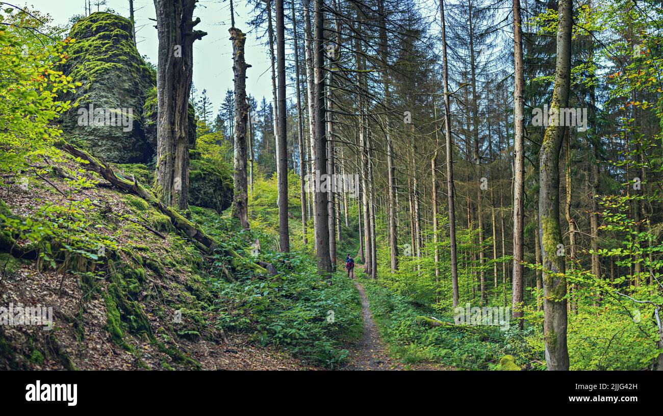 Immergrüner Wald am Morgen Stockfoto