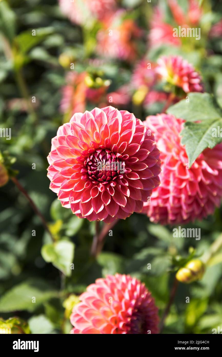 Red Pom Pom Dahlia im Garten Setting Stockfoto