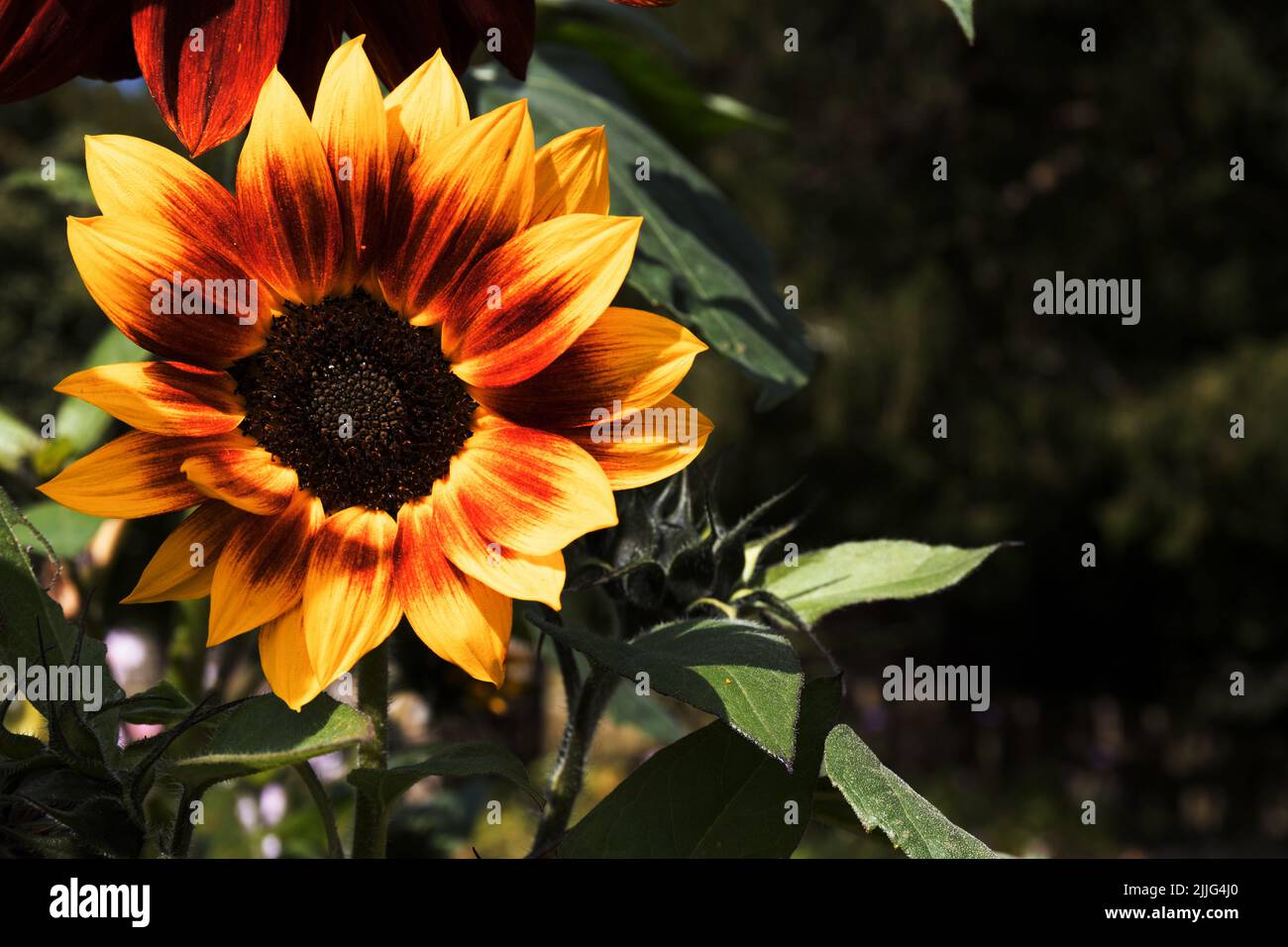 Harlekin Sonnenblume. Stockfoto