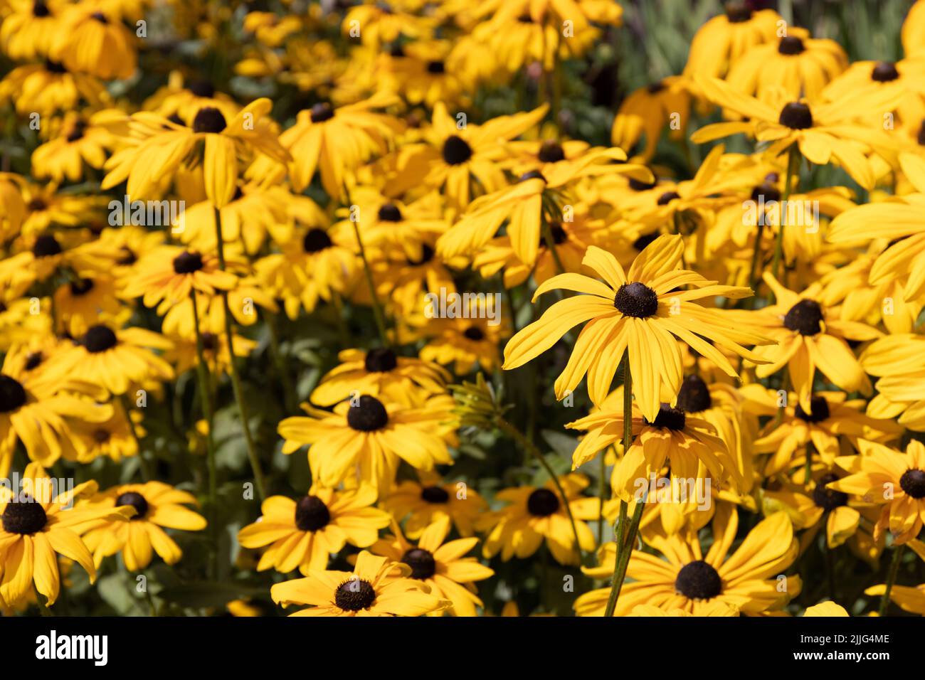 Gartengrenze von Gelbe Rudbeckia Stockfoto