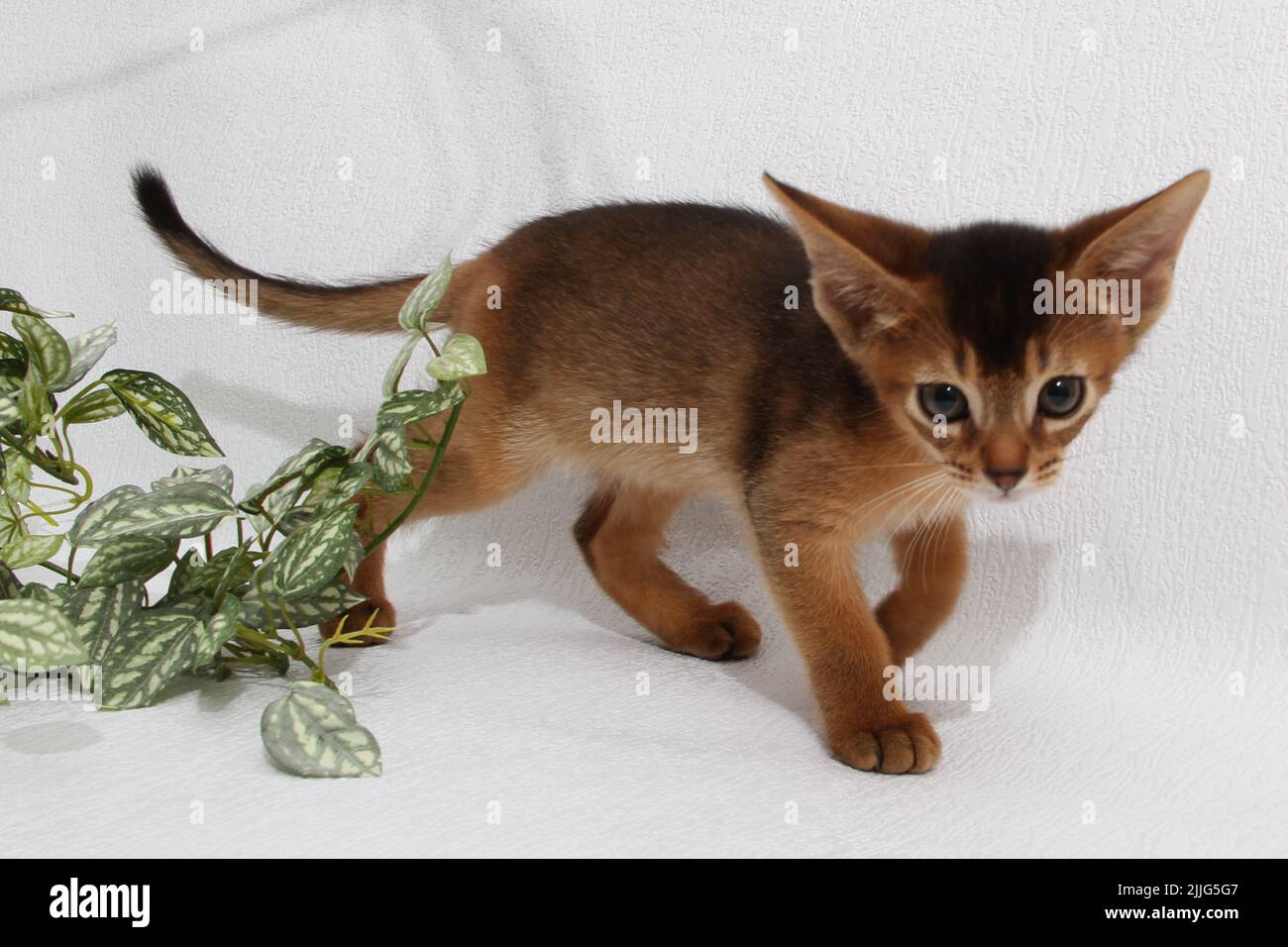 Abessinisches Kätzchen, weißer Wandhintergrund. Junge schöne reinrassige rote kurzhaarige Kitty. Kleine niedliche Haustiere im gemütlichen Zuhause. Banner in der Draufsicht. Lustig Stockfoto