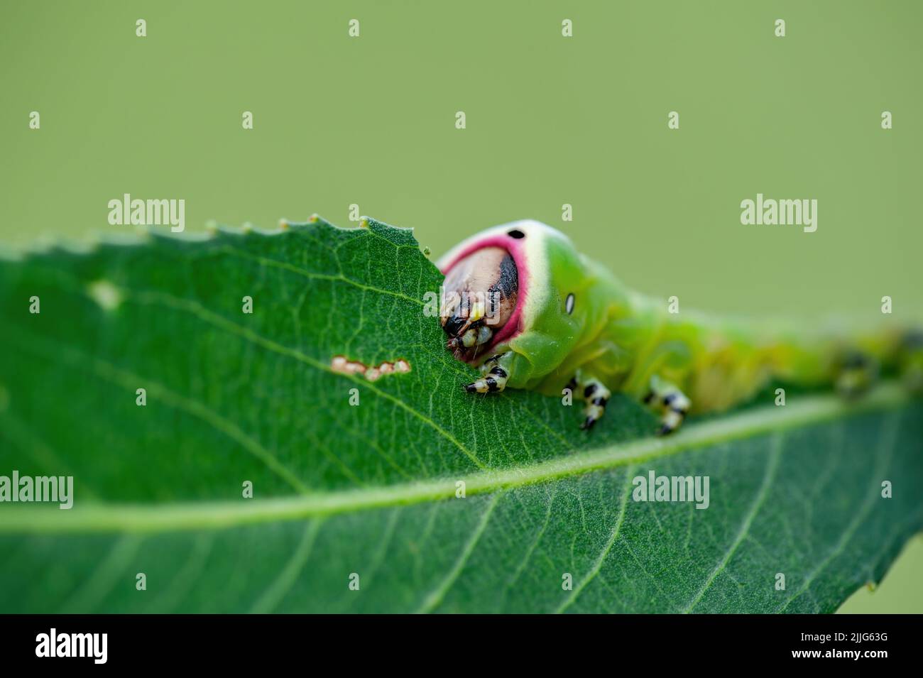Cerura Vinula oder Puss Moth Caterpillar Eating Green Leaf Macro Stockfoto Cerura Vinula oder Puss Moth Caterpillar Eating Green Leaf Macro Stockfoto