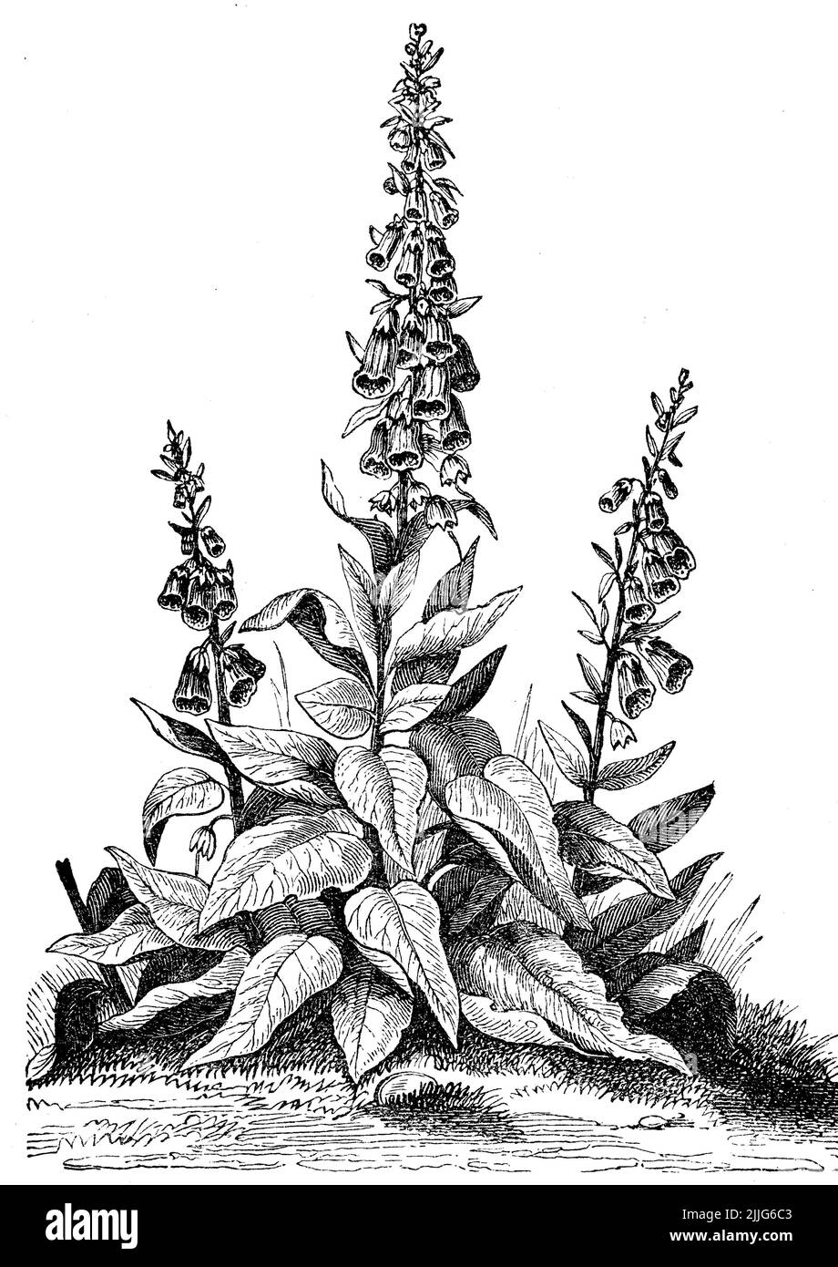 Digitalis purpurea, Roter Fingerhut / Digitalis purea, Red Foxglove, Historisch, historisch, digital verbesserte Reproduktion eines Originals aus dem 19.. Jahrhundert / digital restaurierte Reproduktion einer Originalvorlage aus dem 19. Jahrhundert, das Originaldatum nicht bekannt, Stockfoto